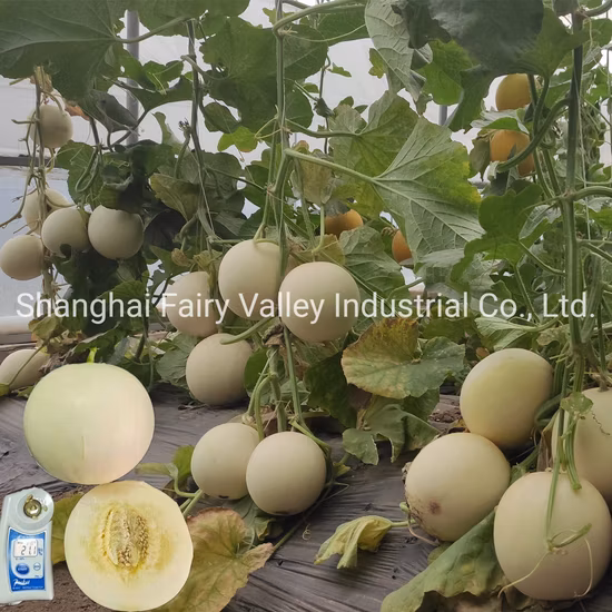 중국 달콤한 건조 하이브리드 Unshelled Genheng 화이트 Gws 레이디 네일 호박 씨앗