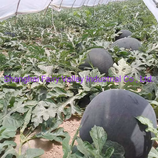 파종용 하이브리드 F1 무균 수박 빨간색 씨 없는 수박 씨앗 1000개